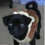 The pugmonkey crew