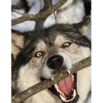 Wolves only