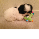 Shih Tzu Dog Fan Club
