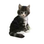 meoww! <3