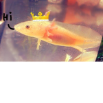 The Real Axolotl Movement