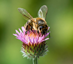 Bee-Topia