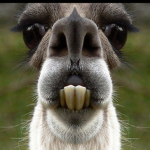❤Llama Song❤