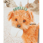 - brielles clothes -