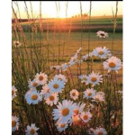 aesthetic daisy's