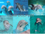 The Official TEAM DOLPHIN Fan Club!