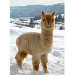 Llama Land