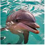 i love dolphins so much group