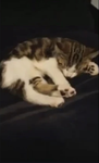 Cat Cafe! :3