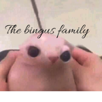 The Bingus Family