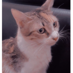 MELODY08
