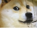 Catarfish doge group