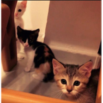 Welcome to my cute animals group
