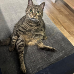 Catsit