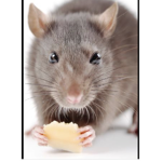 The rats starts