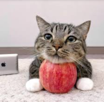 Apfelkatze