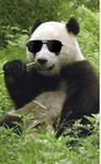 +*The panda Group*+