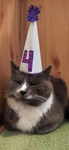 Jay's Cat Group