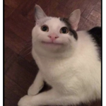 I adore the catz