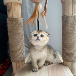 CAT GROUP FOR PPL AND CATS