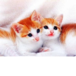 Cat town2451