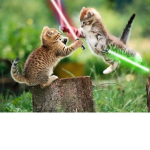 Jedi kitty's