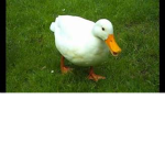 #Ducks For A Living