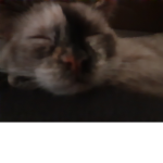 My cat is so scary