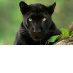 #Panther nation BTW best