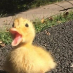 Lilducks!!