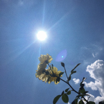floŵerss