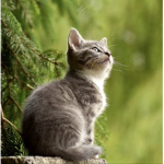 Kitten/animal army