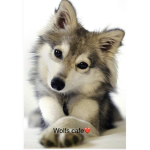 wolfs crazy farm