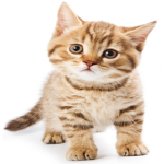 Kitty's Heart