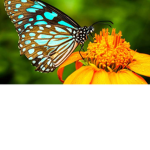 Butterfly store by Taisna
