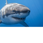 Play Shark Bite