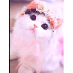 My cat is cute then you