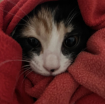 Patata kawai