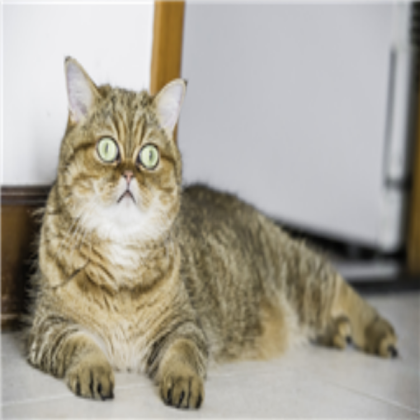 Cat Roblox decal