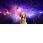 Elte Dog Squad