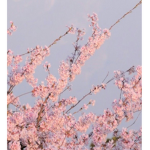 ~The cherry blossoms~