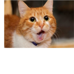 Only Who sub to lankybox