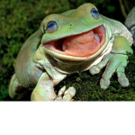 Council of Frog