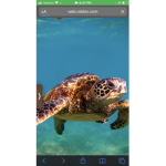 Turtles rule do it now
