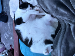 INcharlieWEtrust
