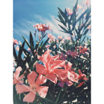 Cloudy.Blossoms
