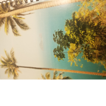 Palm Tree Paridise