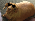 Team party-DOG