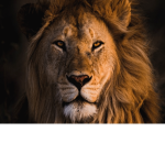Lion's Apparel.