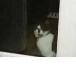 Underground war/cat people